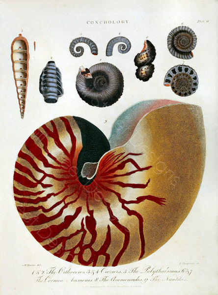Conchology Sea Shells Vintage Plates From The Encylopedia Londinensis - 6 Prints - Digital Download Printable Transfers Crafts AF21-6