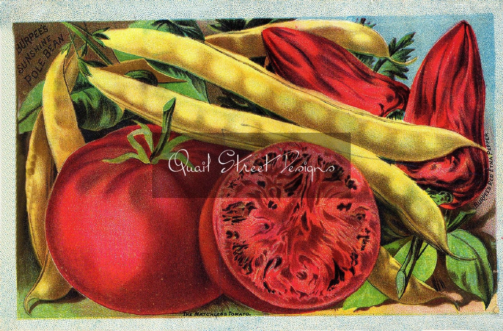Vintage Seed Catalog Reprint: Burpee's Seed - 1898 Back Cover Vegetables -  8X10