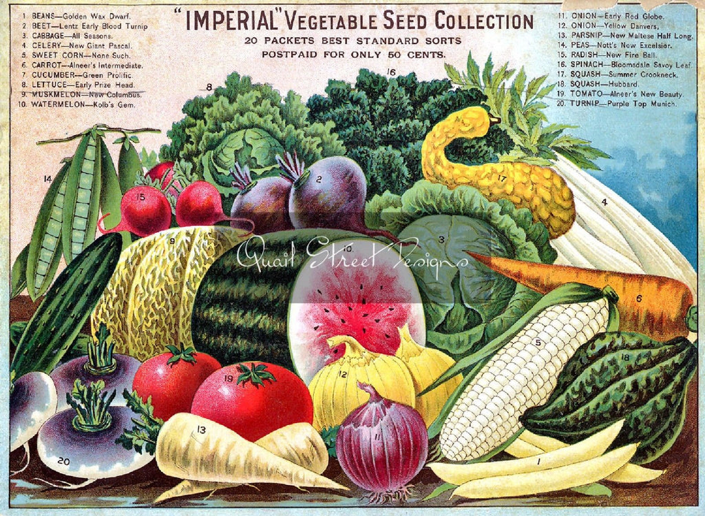 Vintage Seed Catalog - Reprint: Back Alneer Brothers Plant & Seed 8X10 ALNEERBAC