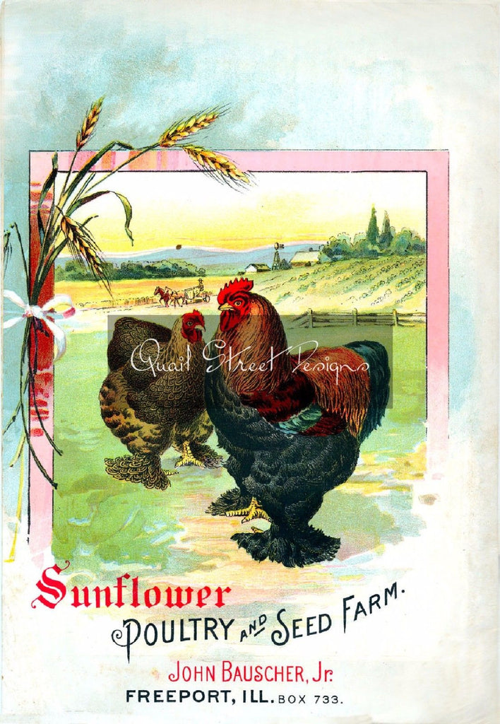 Vintage Seed Catalog - Reprint:  Sunflower Poultry & Seed - 8X10 - Freeport, IL