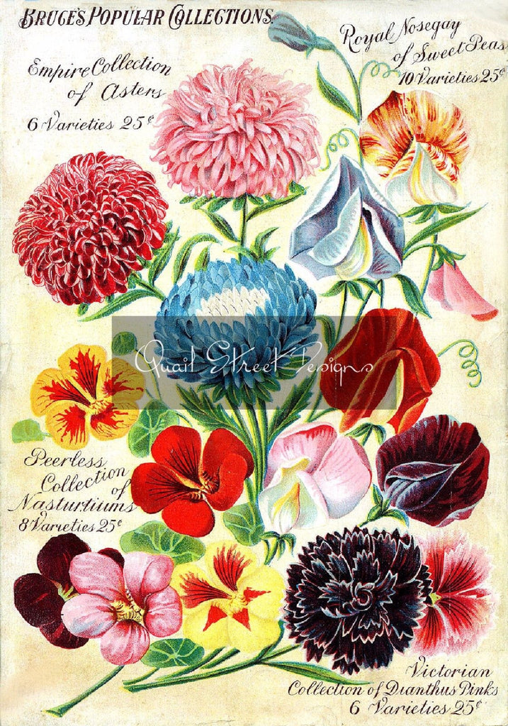 Vintage Seed Catalog Reprint: John Bruce & Company Canada Popular Collect 8X10