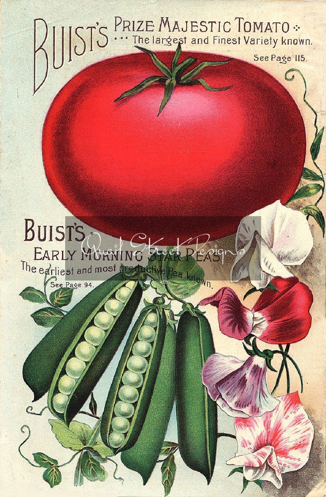 Vintage Seed Catalog Reprint: Robert Buist - Prize Majestic Tomato - 8X10