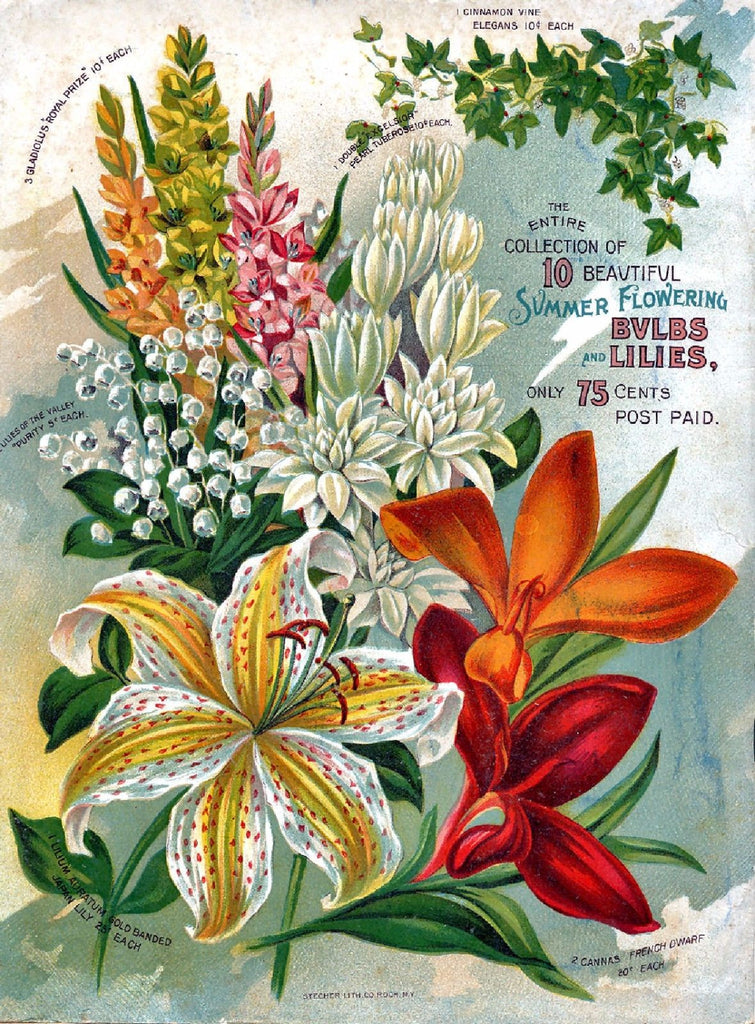Vintage Seed Catalog - Reprint:  Alneer Floral Back Plant & Seed Guide 8X10