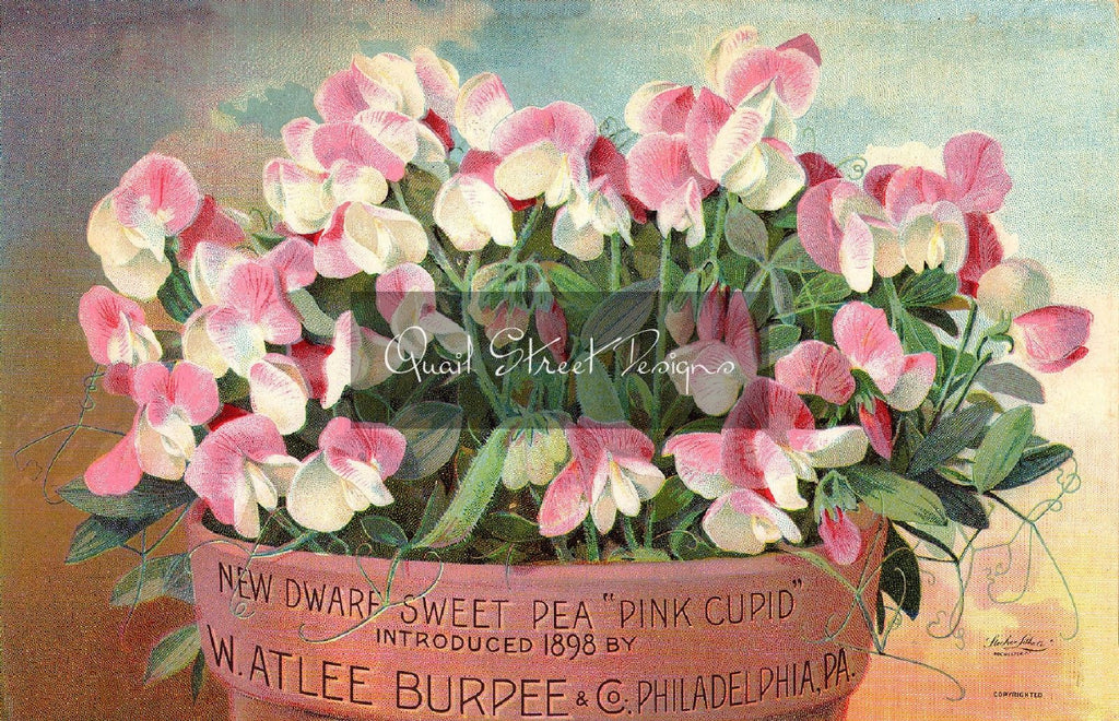 Vintage Seed Catalog Reprint: Burpee's Seed - 1898 - New Dwarf Sweet Pea -  8X10