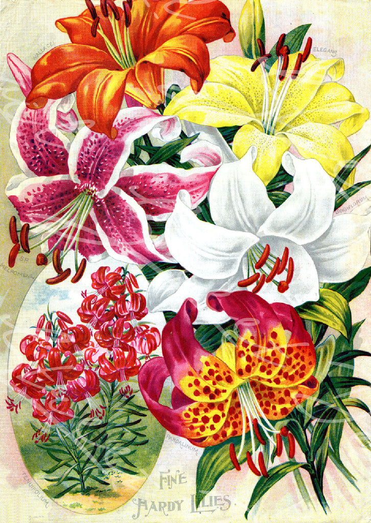 Vintage Seed Catalog - Reprint: Back Cover of Childs Plant & Seed Catalog  Fine Hardy Lilies -  8X10 Print  QSDP-72