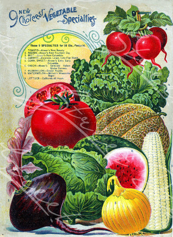Vintage Seed Catalog - Reprint:  Alneer Back Plant & Seed Guide 8X10 QSDP-8