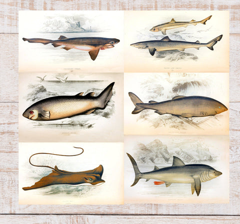 History Of The Fishes - Images Plates From Original Vintage Fish Book - 6 Prints - Digital Download Printable Transfers Crafts AF1-1-6