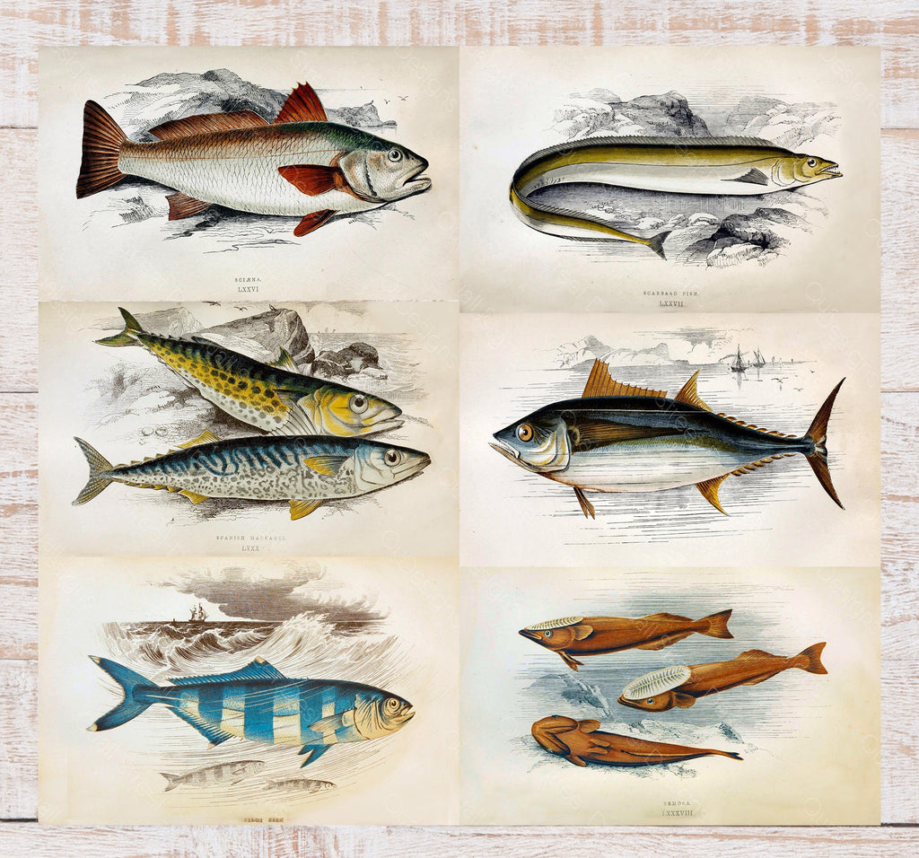 History Of The Fishes - Images Plates From Original Vintage Fish Book - 6 Prints - Digital Download Printable Transfers Crafts AF1 19-24