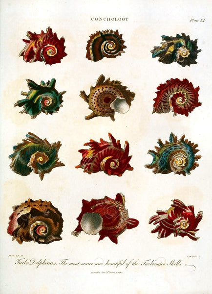 Conchology Sea Shells Vintage Plates From The Encylopedia Londinensis - 6 Prints - Digital Download Printable Transfers Crafts AF2 7-12