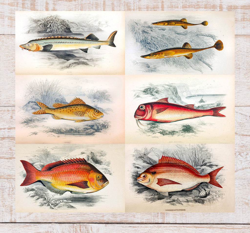 History Of The Fishes - Images Plates From Original Vintage Fish Book - 6 Prints - Digital Download Printable Transfers Crafts AF1 7-12