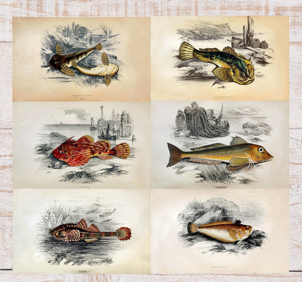 History Of The Fishes - Images Plates From Original Vintage Fish Book - 6 Prints - Digital Download Printable Transfers Crafts AF1 13-18