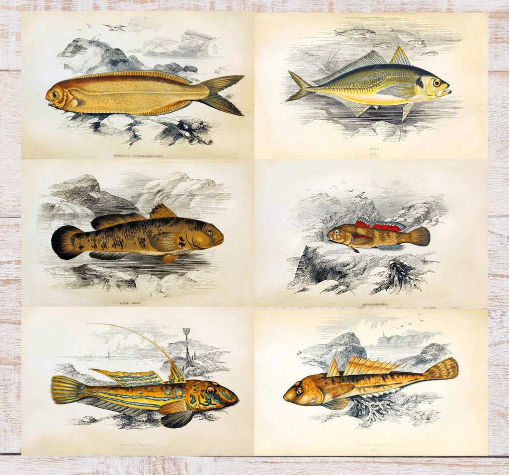 History Of The Fishes - Images Plates From Original Vintage Fish Book - 6 Prints - Digital Download Printable Transfers Crafts AF1 25-30