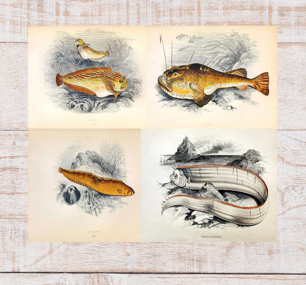 History Of The Fishes - Images Plates From Original Vintage Fish Book - 4 Prints - Digital Download Printable Transfers Crafts AF1 31-34