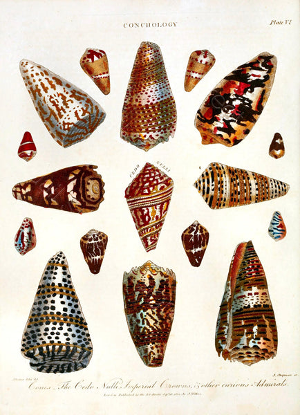 Conchology Sea Shells Vintage Plates From The Encylopedia Londinensis - 6 Prints - Digital Download Printable Transfers Crafts AF21-6