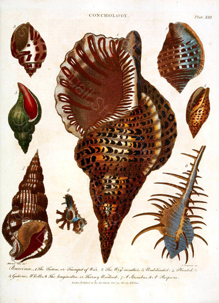 Conchology Sea Shells Vintage Plates From The Encylopedia Londinensis - 6 Prints - Digital Download Printable Transfers Crafts AF2 7-12