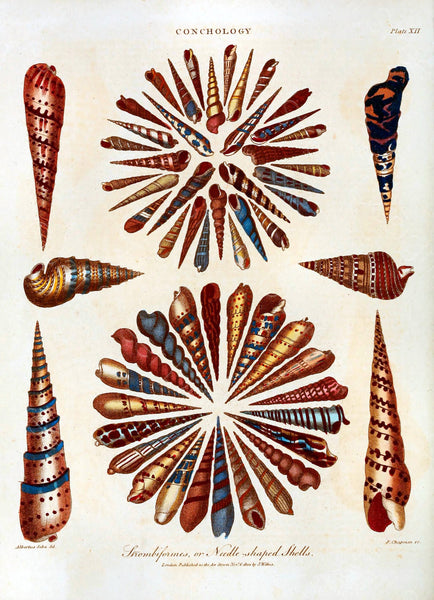 Conchology Sea Shells Vintage Plates From The Encylopedia Londinensis - 4 Prints - Digital Download Printable Transfers Crafts AF2 13-16