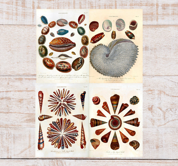 Conchology Sea Shells Vintage Plates From The Encylopedia Londinensis - 4 Prints - Digital Download Printable Transfers Crafts AF2 13-16
